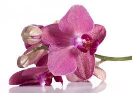 foto 14 orchidee